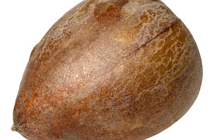 Whole brown avocado pit on isolated background, close up, a Food & Drink Photo by ndanko