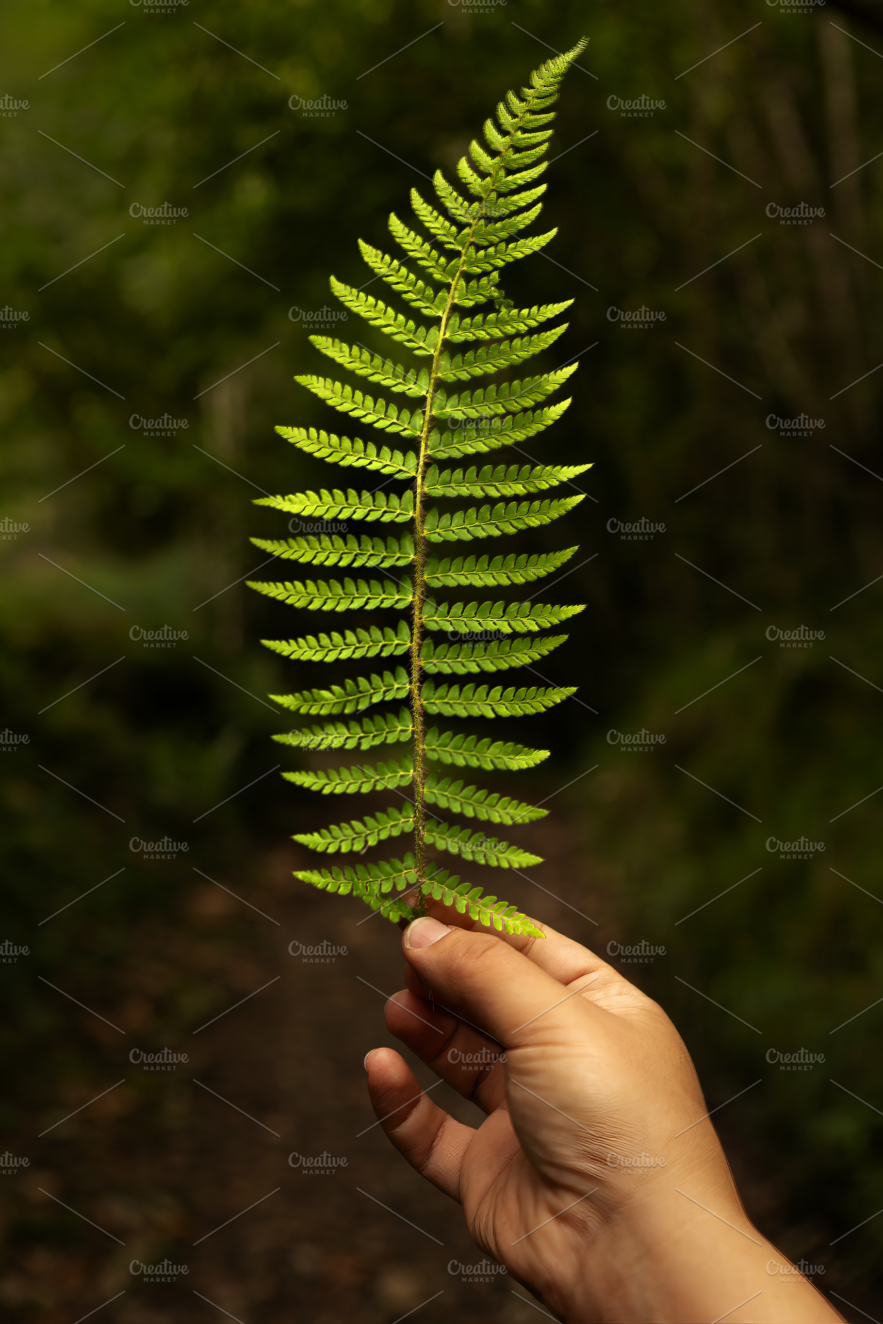 Hand holding a green fern frond in a, a Nature Photo by Perpis