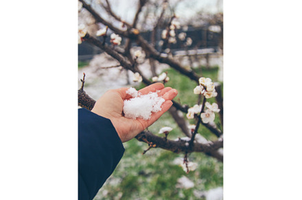 Trees bloom snow spring. Selective, a Nature Photo by yanadjana
