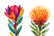Watercolor Fynbos Flowers, a Decorative Illustration by Karliefie (Thumbnail 3 of 4)