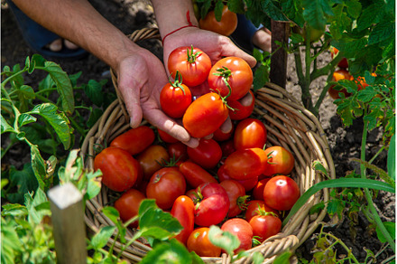 A farmer harvests tomatoes in the, a Food & Drink Photo by yanadjana