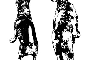Two small pet dogs high angle view isolated graphic, an Animal Photo by DanFLCreativo