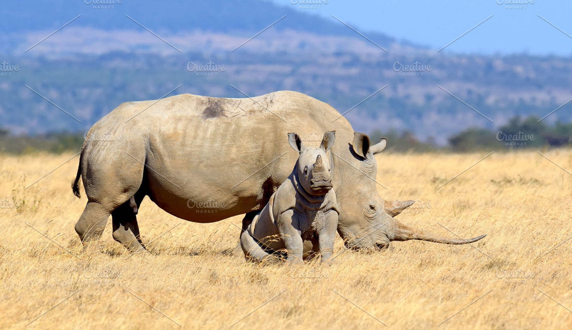 African white rhino stock photo containing animal and rhino, an Animal Photo by Byrdyak