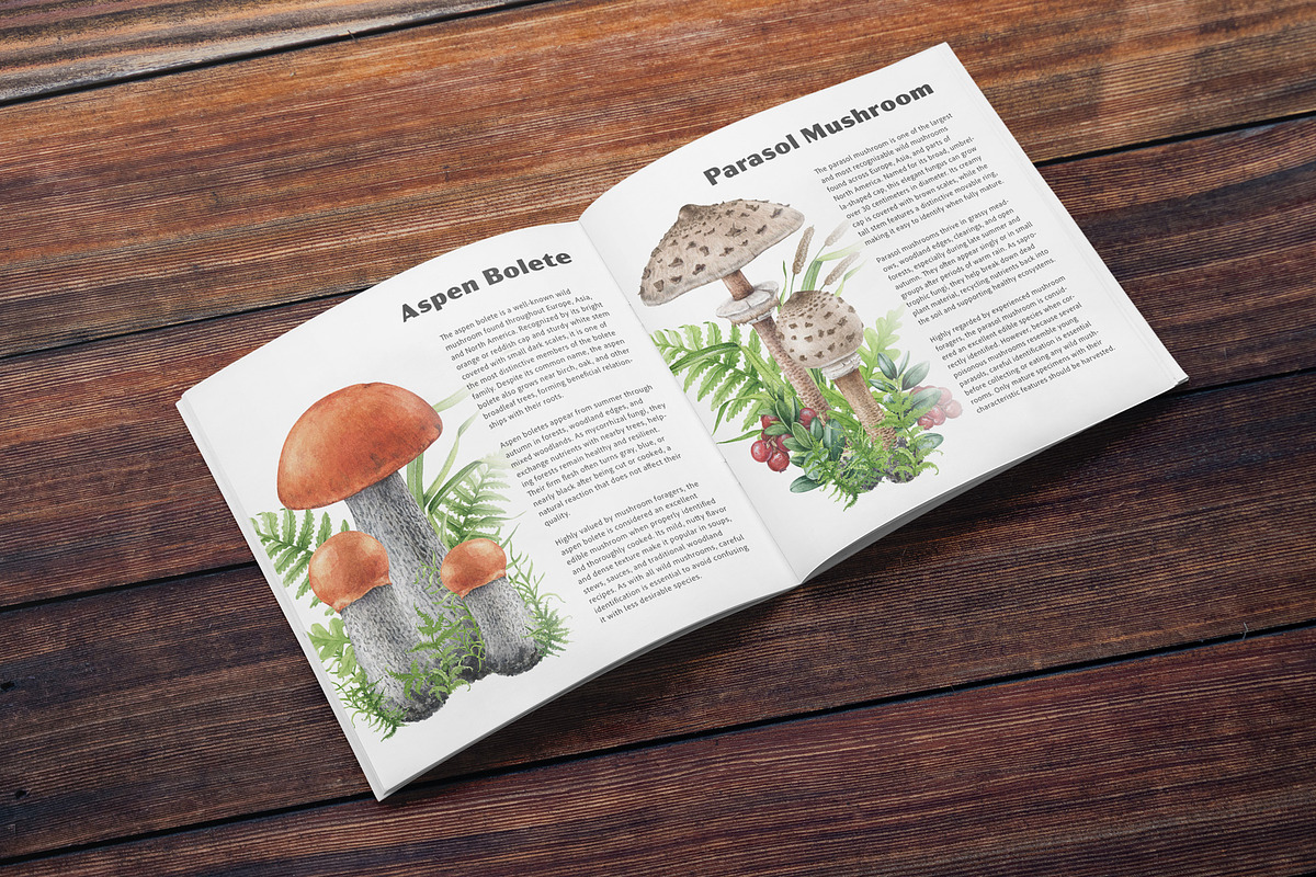 Forest Mushrooms Watercolor Clipart, a Decorative Illustration by AnitaPol (Photo 20 of 21)