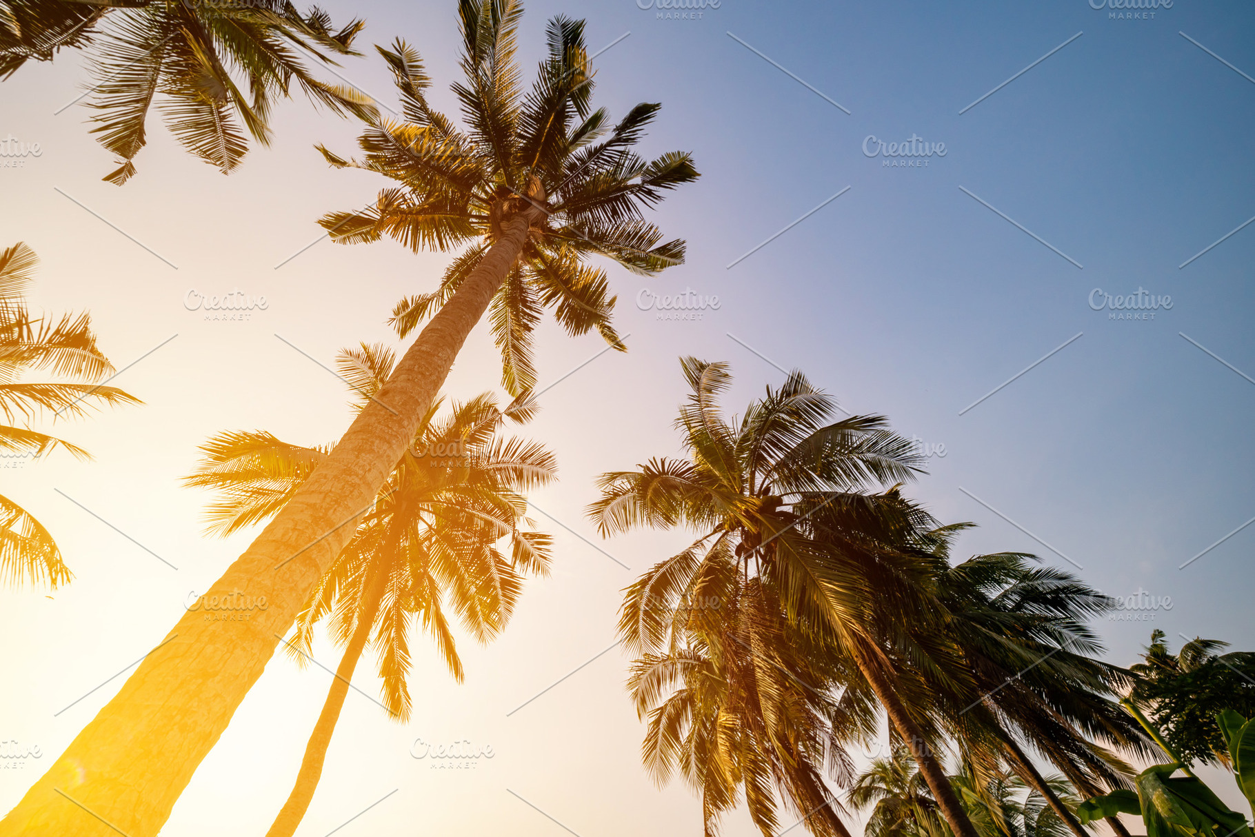 Coconut tree and blue sky featuring abstract, background, and beach, a Nature Photo by Pushish Images