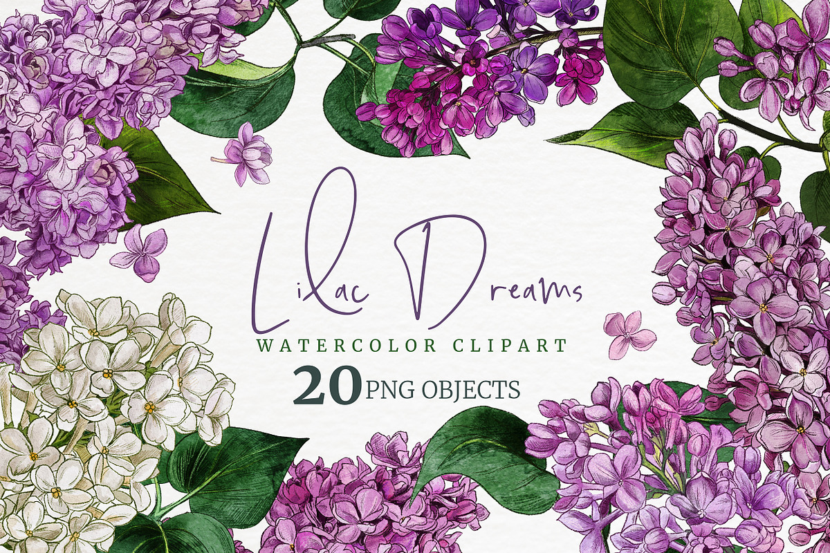 Lilac. Floral watercolor clipart, an Object Graphic by JSolomatina (Photo 1 of 5)