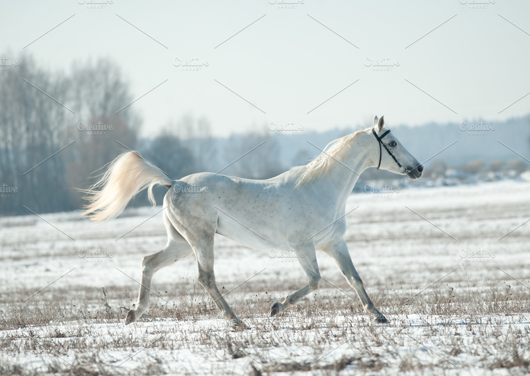 White horse runs free in winter, a Photo by Olgait