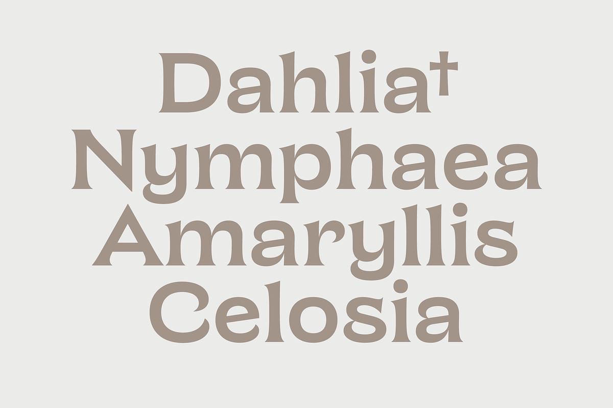 Chronique, a Serif Font by Haus Type (Photo 4 of 7)