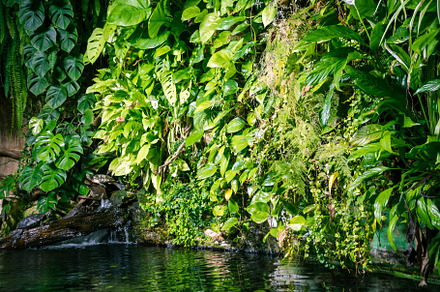 tropical pond and turtle in a rainforest mangrove, a Nature Photo by GoodGoods
