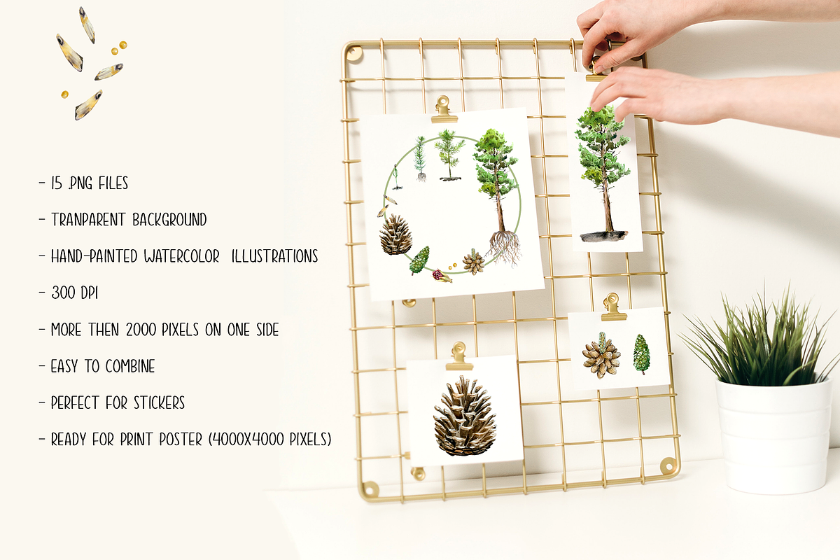 Pine Tree Life Cycle Set, an Education Illustration by Tati Bordiu (Photo 3 of 5)