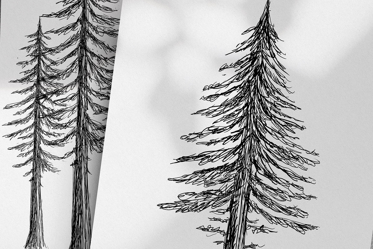Hand Drawn Pine Trees, an Illustration by Dene Studios (Photo 3 of 6)