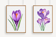 Watercolor Crocuses Clipart, an Illustration by Libby Wishes (Thumbnail 7 of 7)