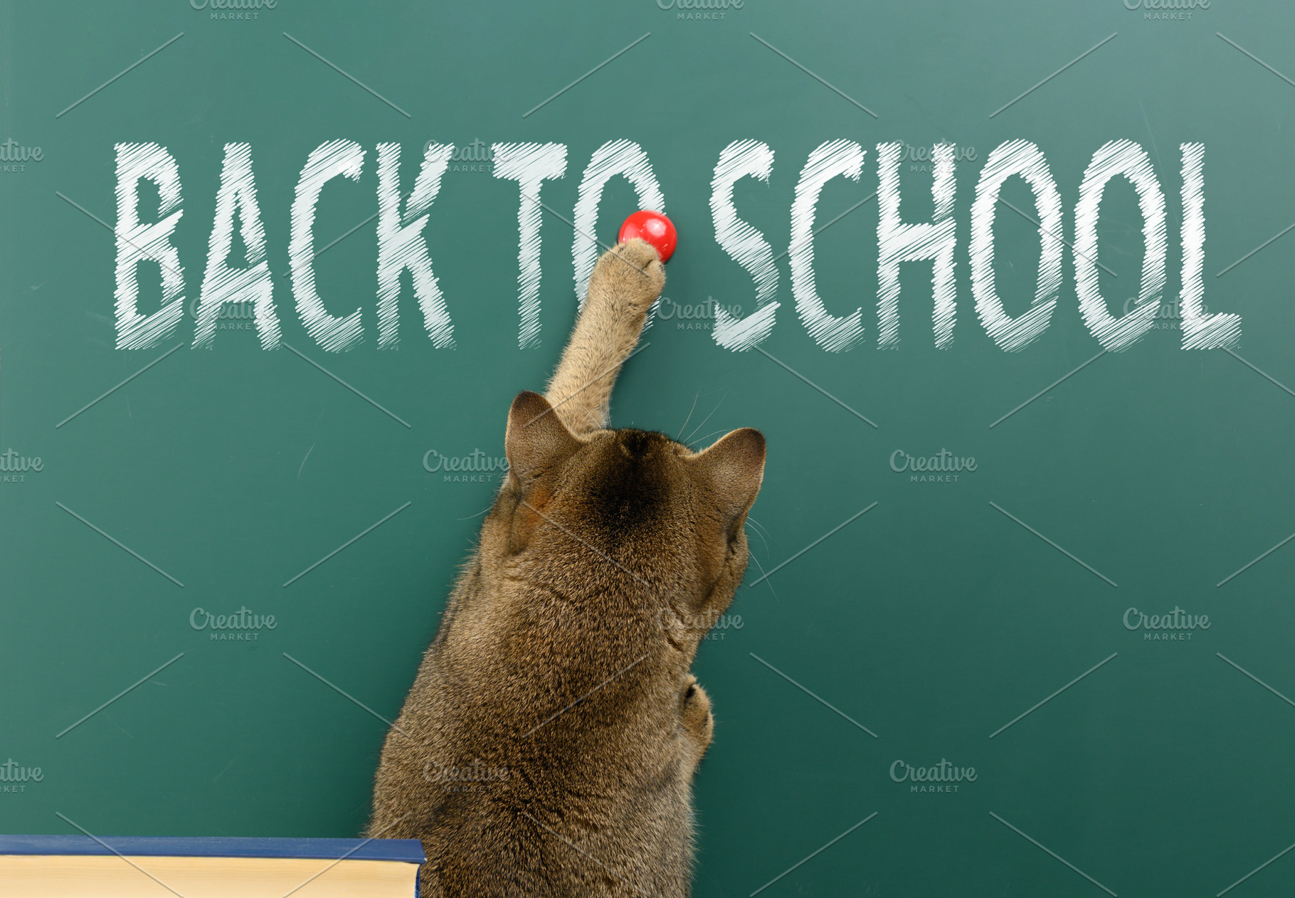 A domestic tabby cat stands with its back to the words BACK TO S, an Animal Photo by ndanko
