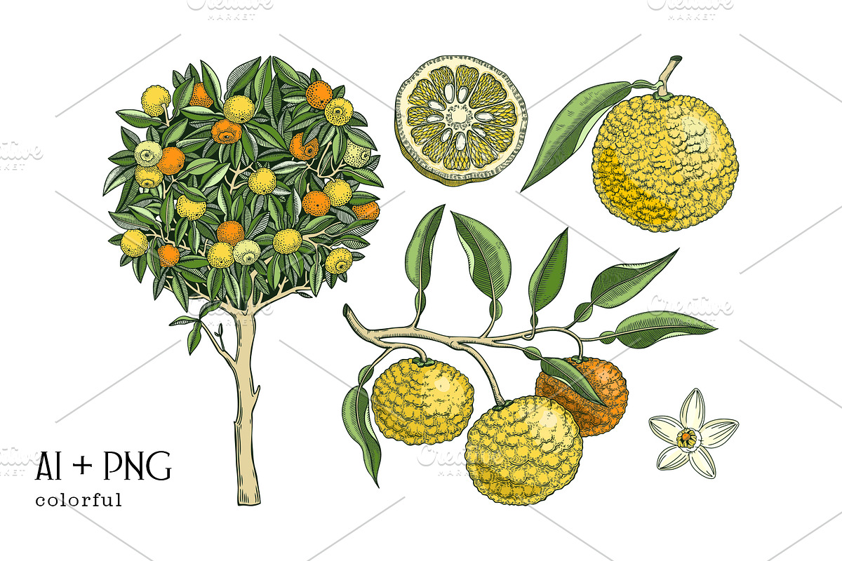 Yuzu - Citrus Fruit and Patterns, a Food Illustration by Yevheniia (Photo 3 of 12)