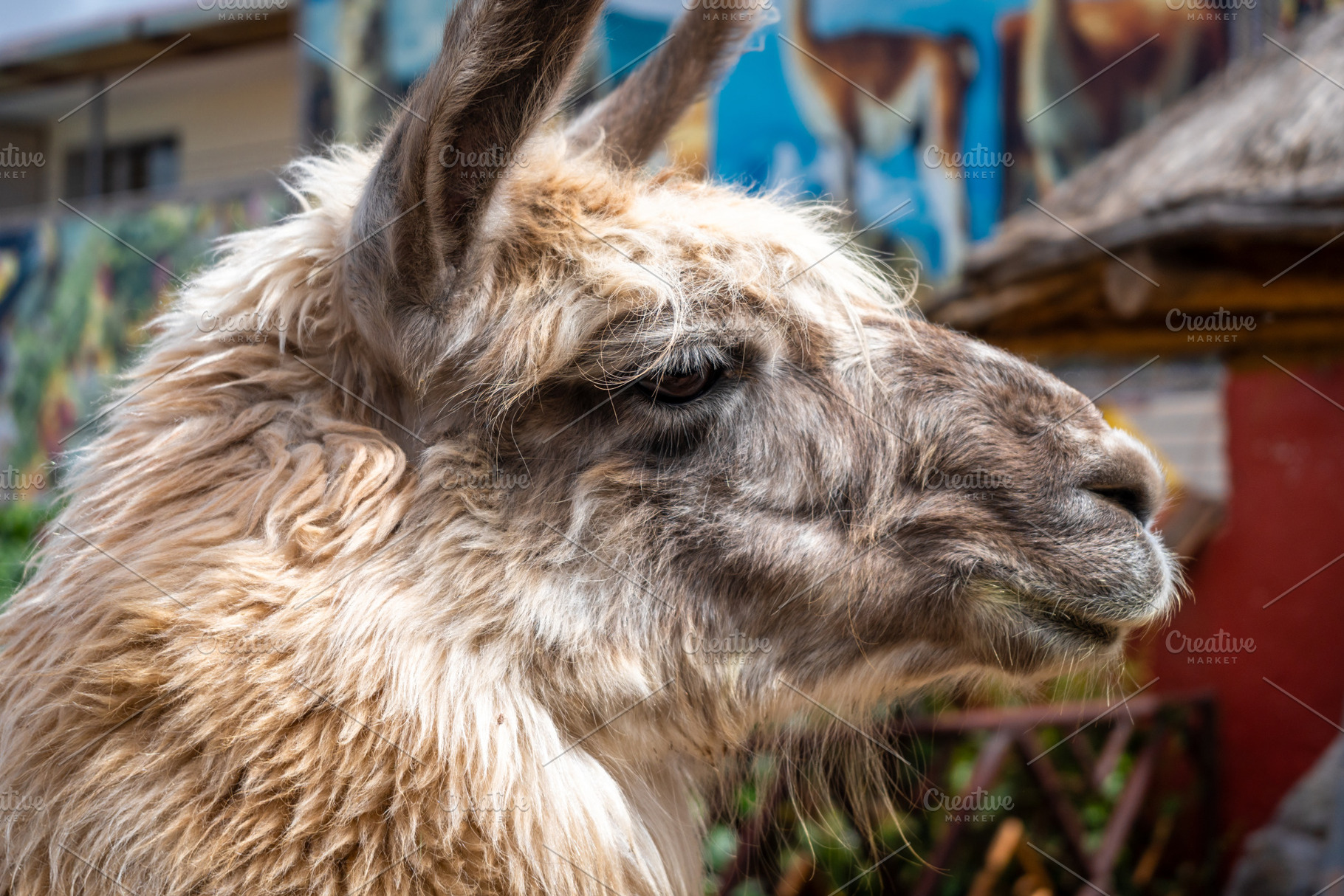 Close-Up of a Llama in front of a colorful mural, Peru, an Animal Photo by GoodGoods