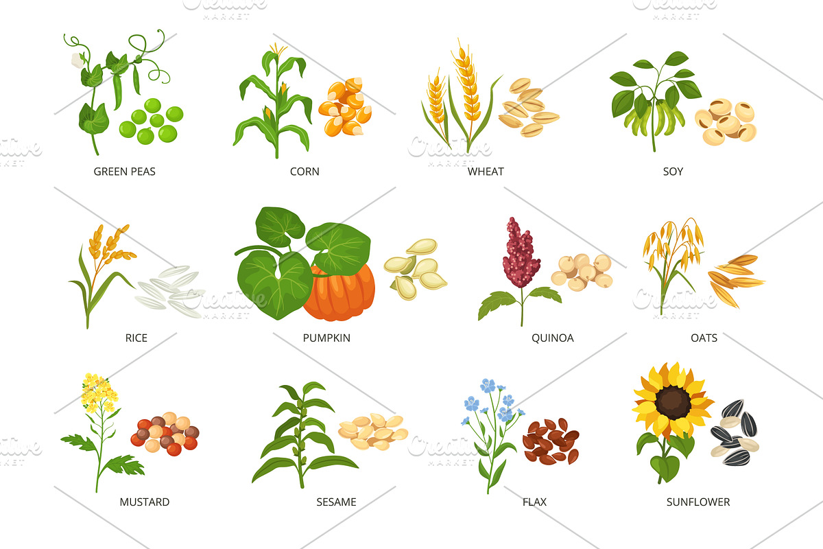 Seeds and plants. Agricultural crops, a Food Illustration by winwin.art