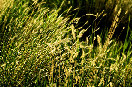 field background, an Abstract Photo by TrueMitra Designs