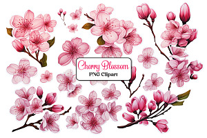 Cherry Blossom PNG Clipart