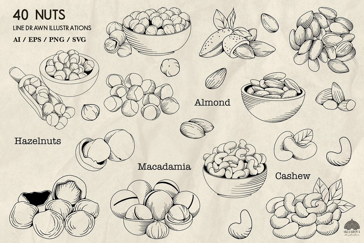 Nuts Line Art + Procreate, a Food Illustration by Skliarova (Photo 3 of 3)