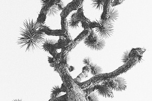 black and white Joshua Tree