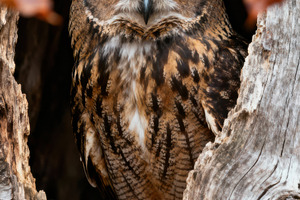 Majestic Eagle Owl in Autumn, an Animal Photo by Virgo Studio