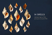 60 Vintage Marine Creatures, an Illustration by The Object Atlas (Thumbnail 5 of 8)