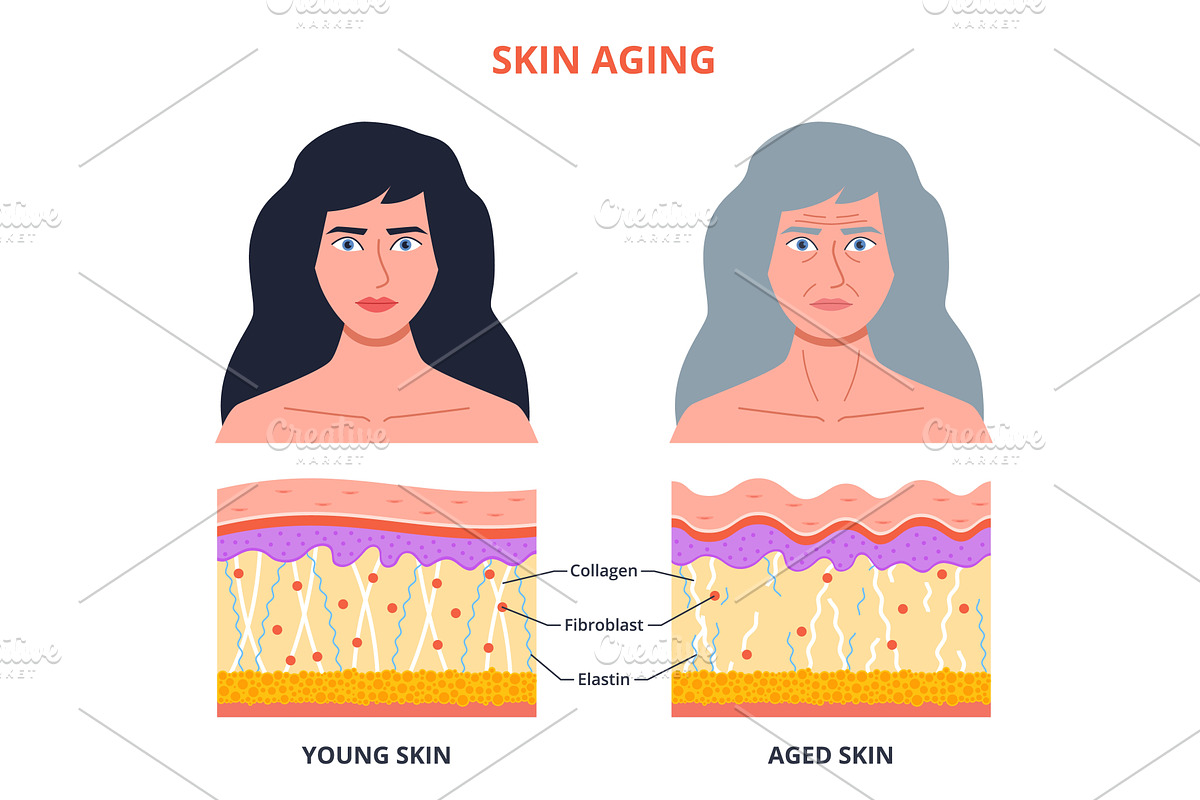 Aging process skin. Young, old woman, a Person Illustration by YummyBuum