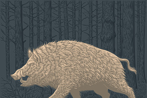 Design Set Boar. Vector Engraving