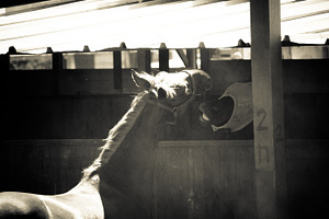 Horse and ranch no4 stock photo