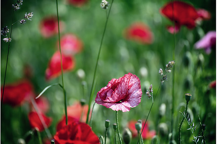 Red spring poppy