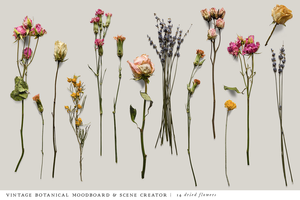 Botanical Moodboard Scene Creator, an Advertising Mockup by Eclectic Anthology (Photo 4 of 14)