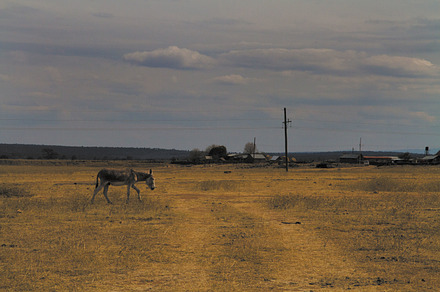 Donkey 