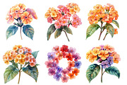 Watercolor Lantana Flower Clipart, an Illustration by SinaCreation (Thumbnail 2 of 5)