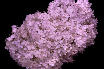 Graceful Blooms Hydrangea
