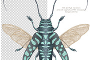 Vintage Beetle Clipart Patterns, an Animal Illustration by AlenaVlasko stock Market (Thumbnail 2 of 5)