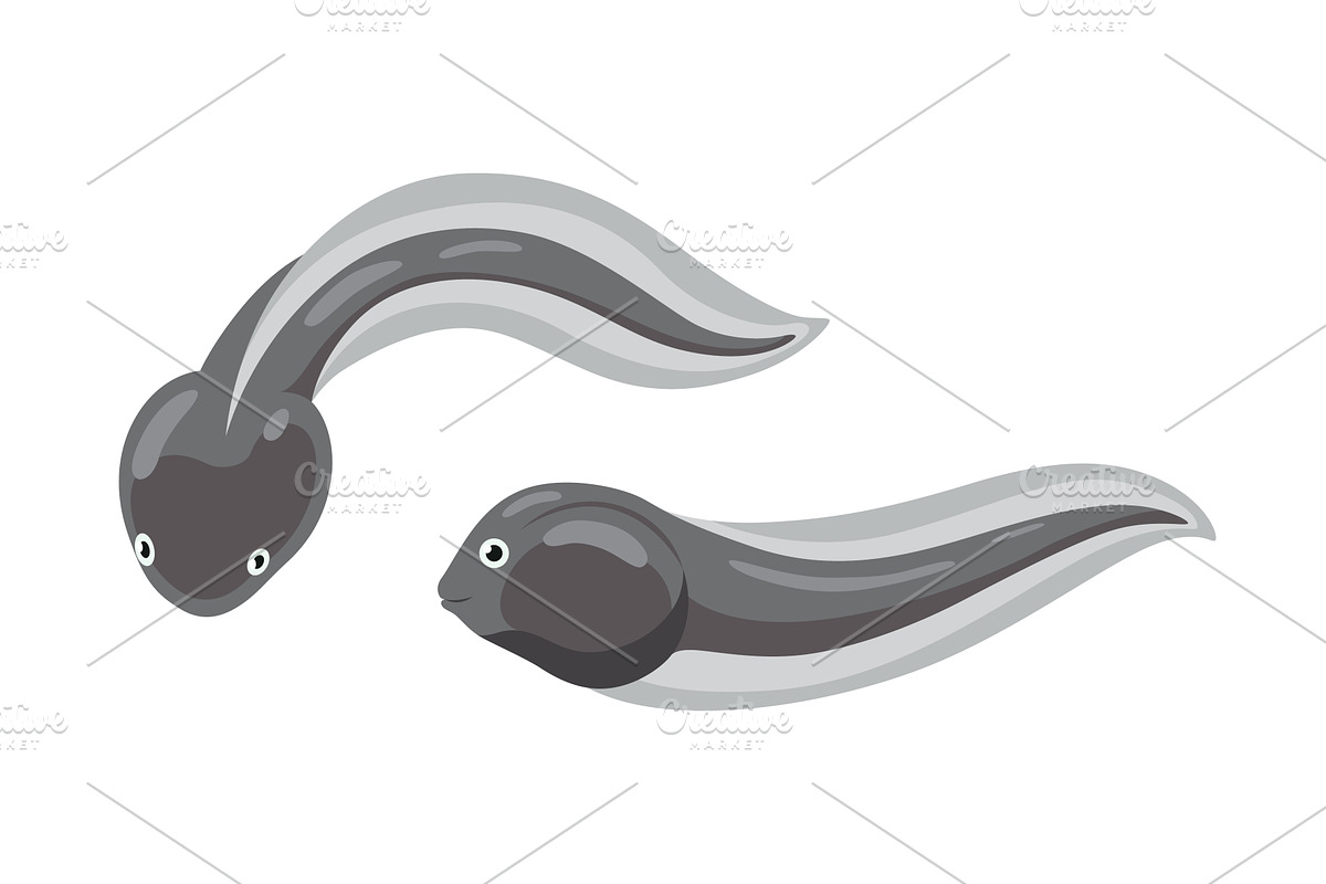 Frog life cycle stage. Tadpole, an Animal Illustration by Things for designers