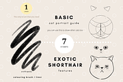 Exotic Shorthair Drawing Guide, a Brush Add-On by Artbykimmyw (Thumbnail 3 of 4)