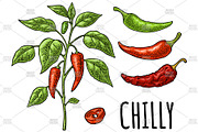 Branch chili plant Vintage engraving, a Food Illustration by MoreVector (Thumbnail 4 of 5)