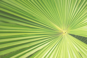 Tropical Palm Leaf, a Background Photo by kristiangallagher