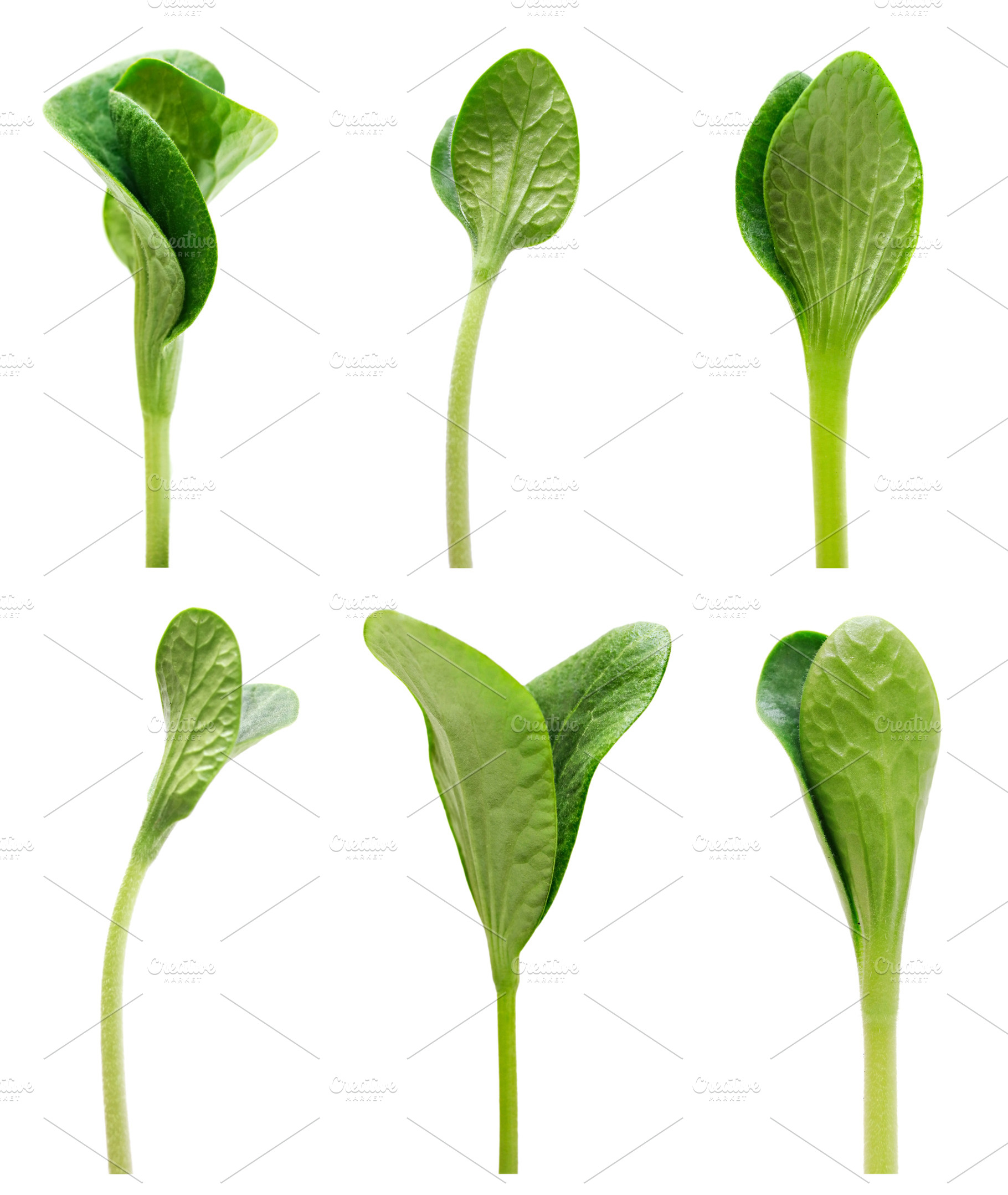 Green sprout set isolated, a Photo by saiko3p