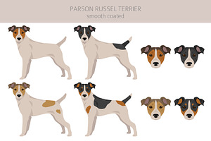 Smooth Coated Parson Russel Terrier