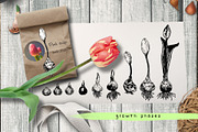 Tulips. Engraving bulb flowers, an Illustration by Alena Kaz (Thumbnail 3 of 5)