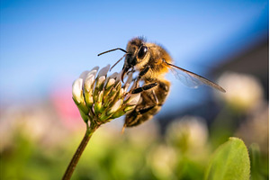 Closeup of honey bee at work on, an Animal Photo by MadPhotos