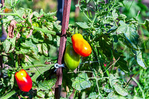 Ripe Roma Tomatoes on Vine, a Nature Photo by Ales Munt