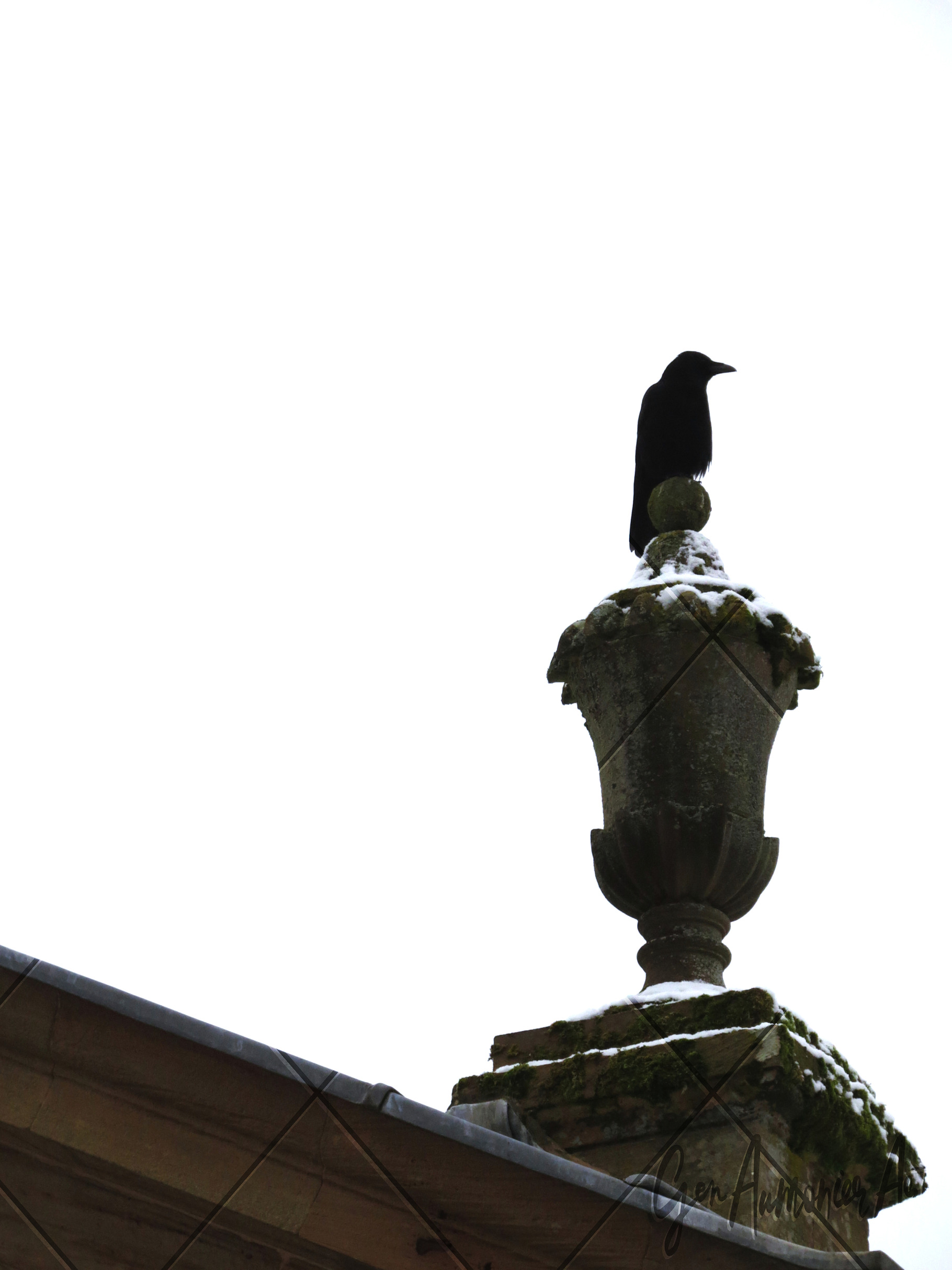 Looming Raven Photograph, an Animal Photo by Gen Aumonier