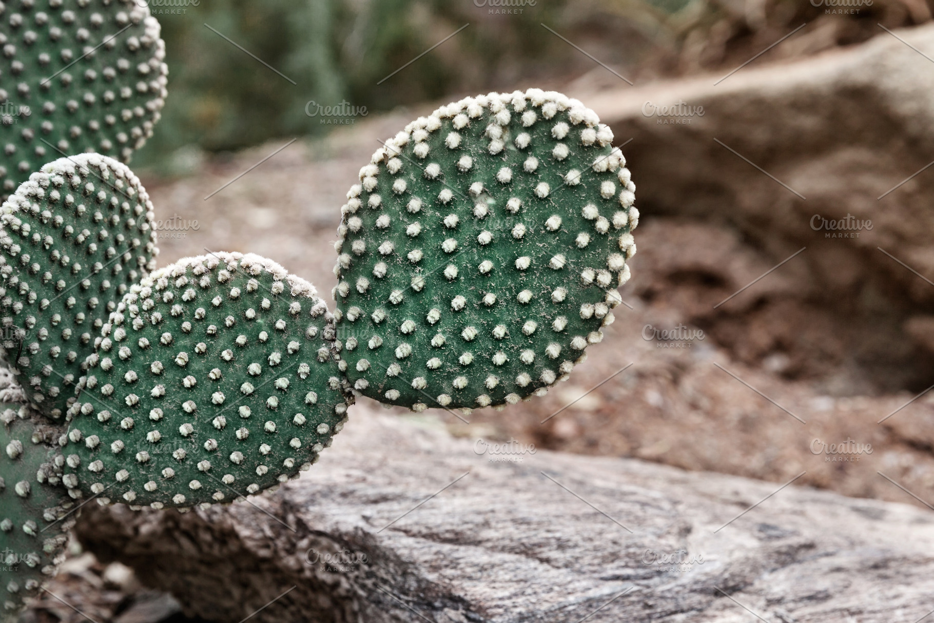 Green Prickly Pear Cactus, a Nature Photo by PhotographerJen
