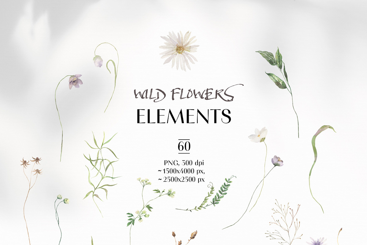 FIELD SYMPHONY- Flowers Collection, a Decorative Illustration by Les Frolova (Photo 11 of 18)
