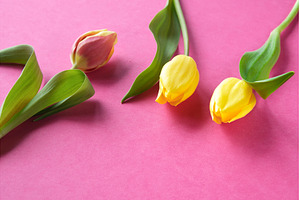 Yellow and pink tulips with green, a Photo by tilialucida