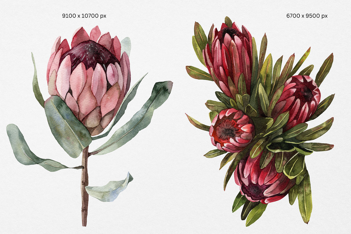 Protea floral watercolor clipart png, a Decorative Illustration by Artcard Watercolor (Photo 4 of 7)
