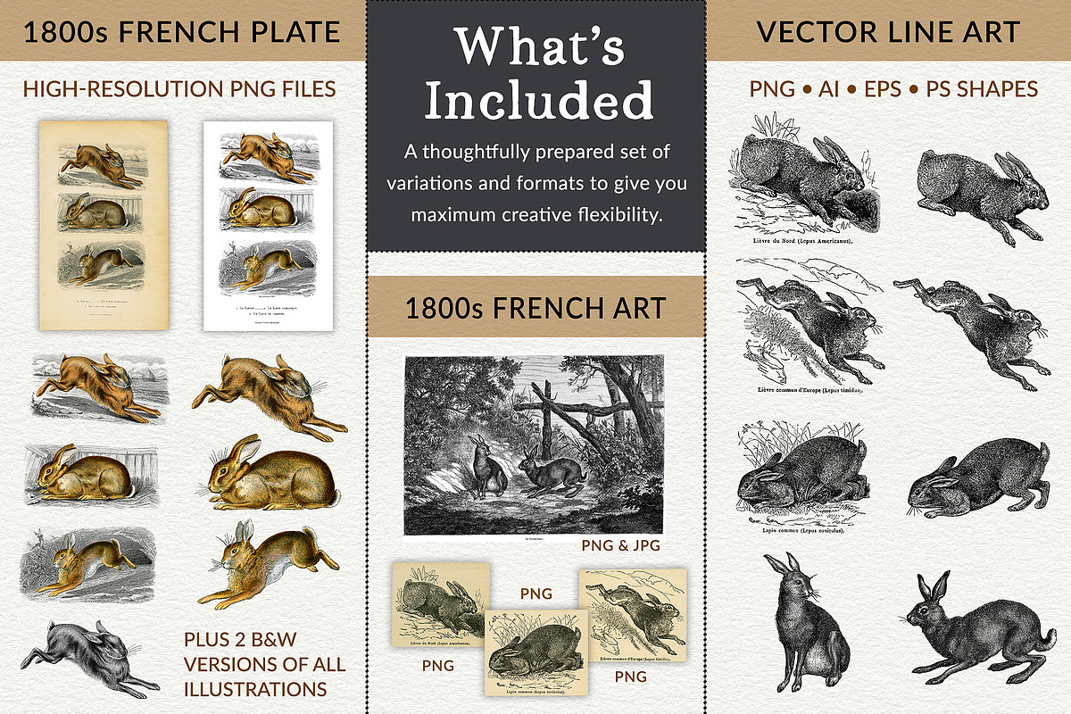 Vintage French Bunny Illustrations, an Animal Illustration by French Kiss Collections (Photo 12 of 12)